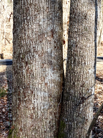 {Tilia heterophylla}